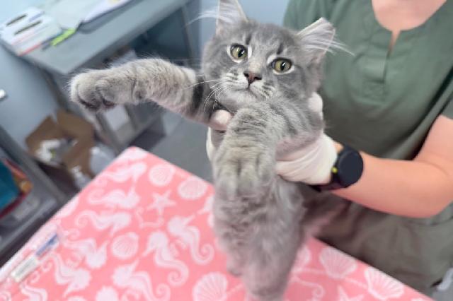 My name at SAFE Haven was Irish Spring and I was adopted!