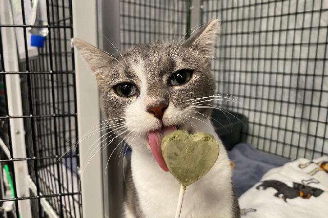 My name is Huckleberry Hash and I am ready for adoption. Learn more about me!