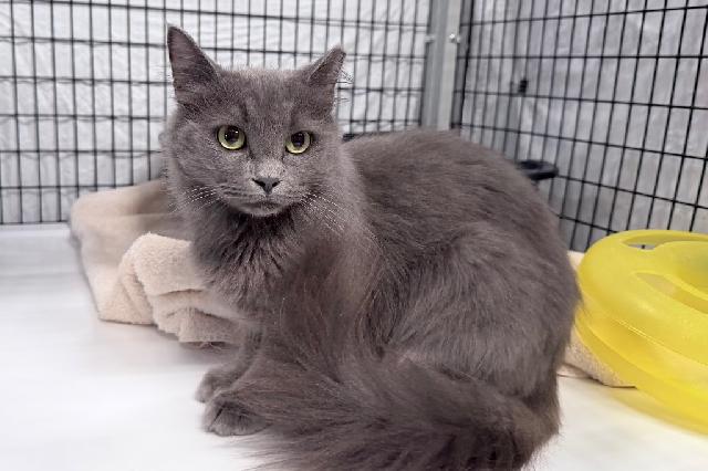 My name at SAFE Haven was Frosty Puff and I was adopted!
