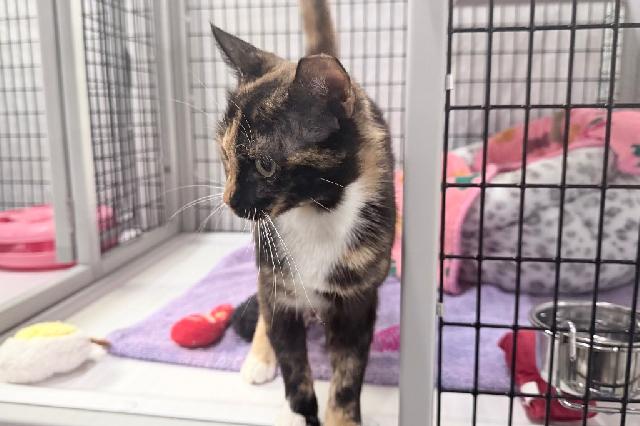 My name at SAFE Haven was Versace and I was adopted!