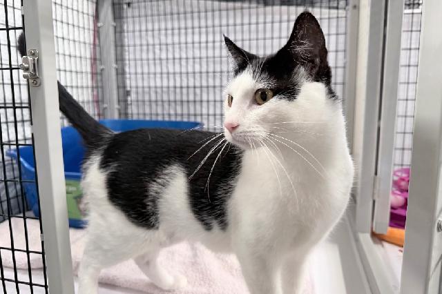 My name at SAFE Haven was Double Stuf Oreo and I was adopted!