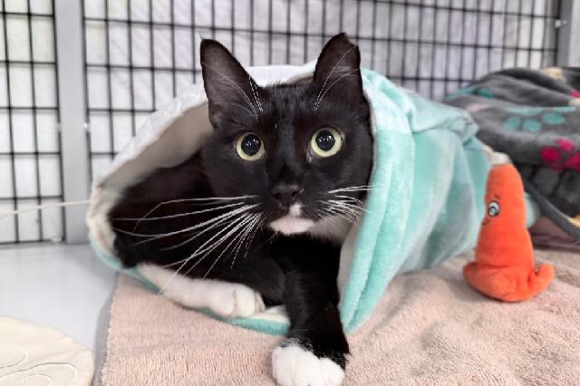 My name at SAFE Haven was Fable and I was adopted!
