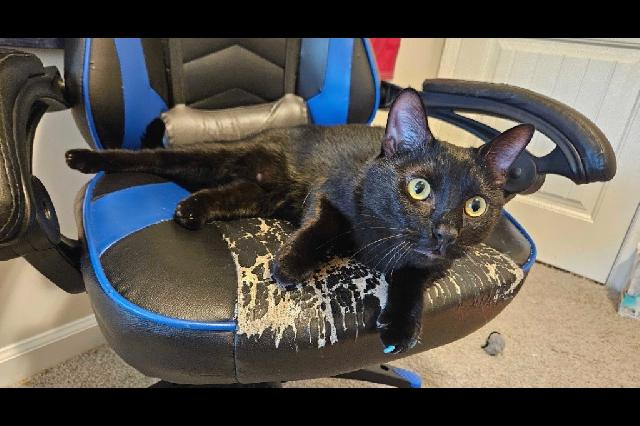 My name is Vinncent and I am ready for adoption. Learn more about me!