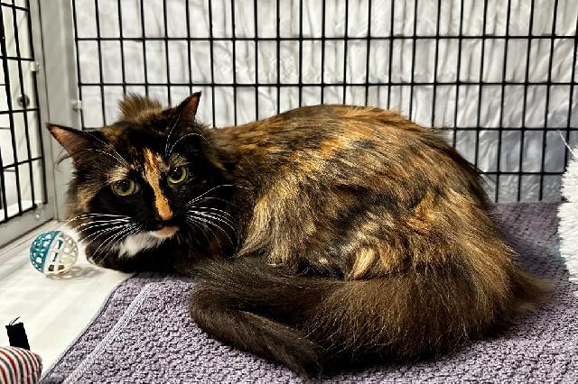 My name is Cali and I am ready for adoption. Learn more about me!