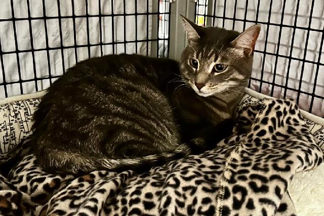 My name is Silver and I am ready for adoption. Learn more about me!