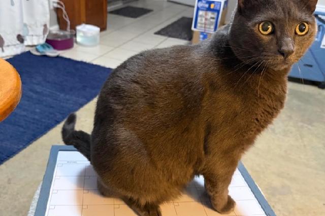 My name is Mister Kitty and I am ready for adoption. Learn more about me!