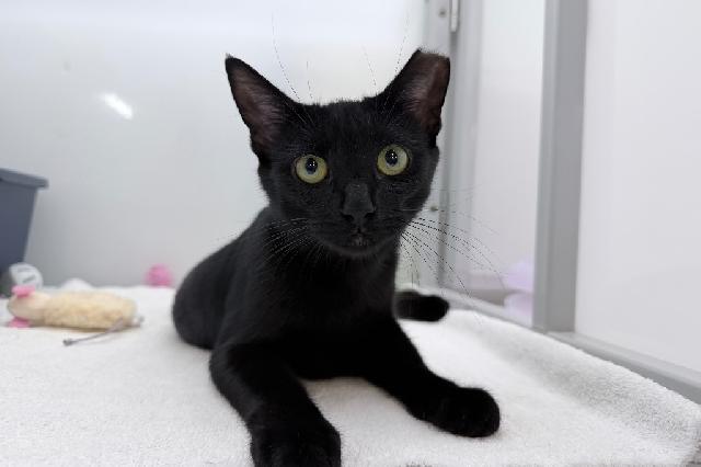 My name is Henna and I am ready for adoption. Learn more about me!
