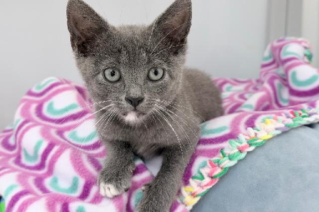 My name is Lacereta and I am ready for adoption. Learn more about me!