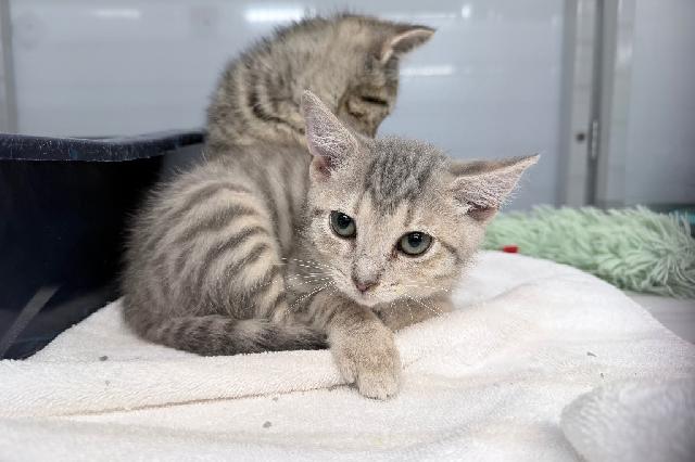 My name is Gir and I am ready for adoption. Learn more about me!