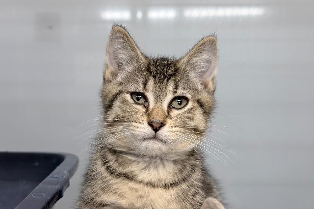 My name at SAFE Haven was Zim and I was adopted!