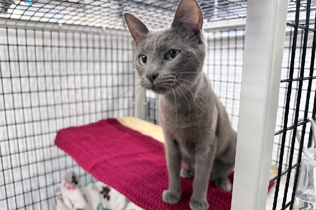 My name at SAFE Haven was Samina and I was adopted!