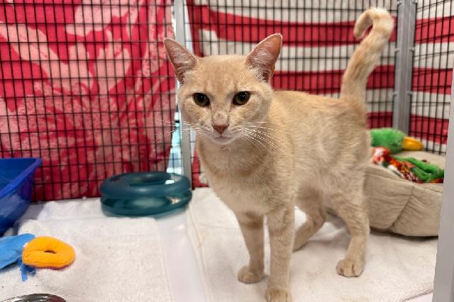 My name is Pyere and I am ready for adoption. Learn more about me!