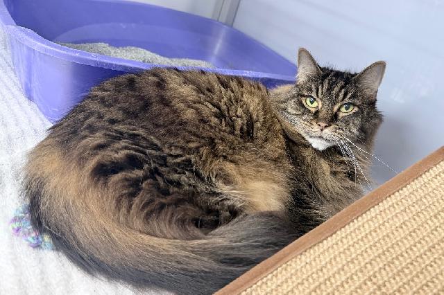My name is Piku and I am ready for adoption. Learn more about me!