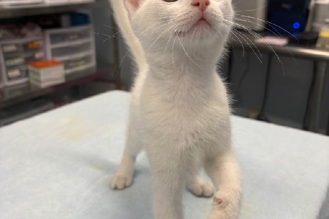 My name at SAFE Haven was Vanillite and I was adopted!