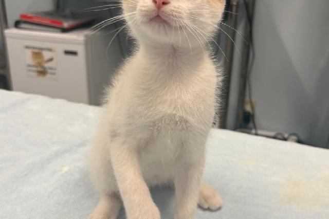My name at SAFE Haven was Snorunt and I was adopted!