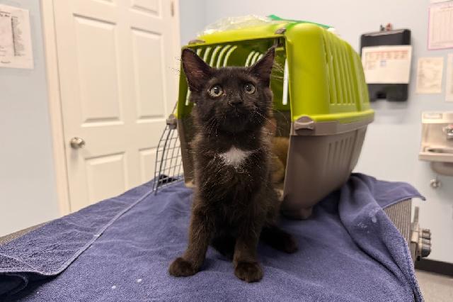 My name is Kurtis and I am ready for adoption. Learn more about me!