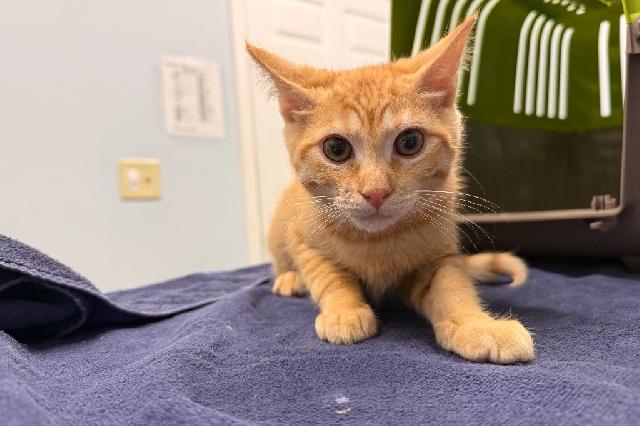 My name is Fred Rick and I am ready for adoption. Learn more about me!
