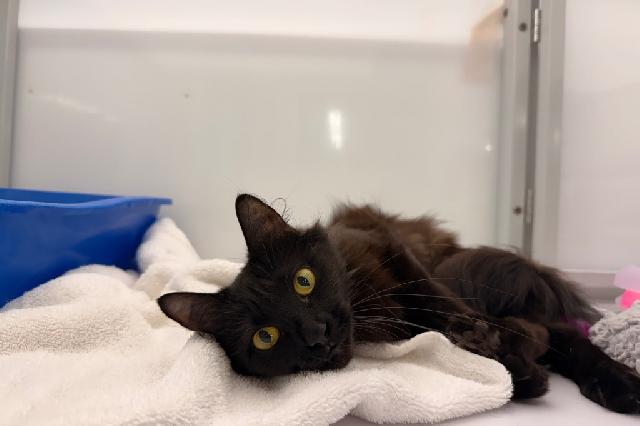 My name is Demie and I am ready for adoption. Learn more about me!
