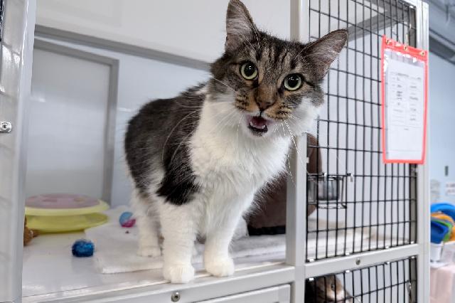 My name at SAFE Haven was Carbonaura and I was adopted!