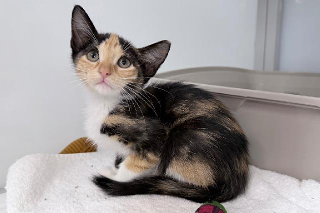 My name at SAFE Haven was Mandalay and I was adopted!
