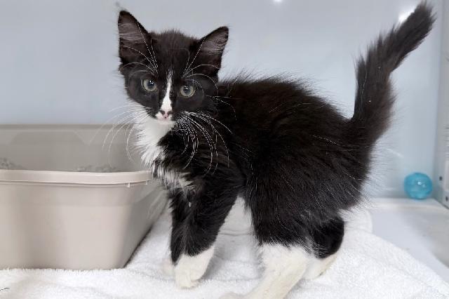 My name at SAFE Haven was Pixie Bob and I was adopted!