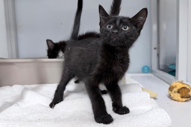 My name is Rajah and I am ready for adoption. Learn more about me!
