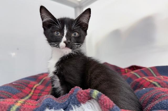 My name at SAFE Haven was Monty and I was adopted!