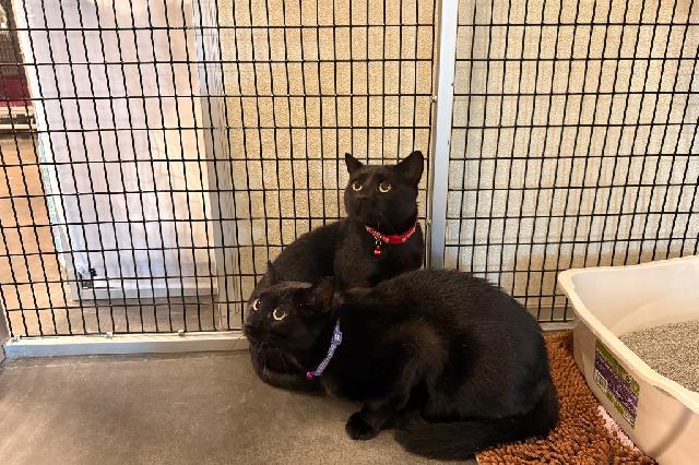 My name is Flaco and I am ready for adoption. Learn more about me!