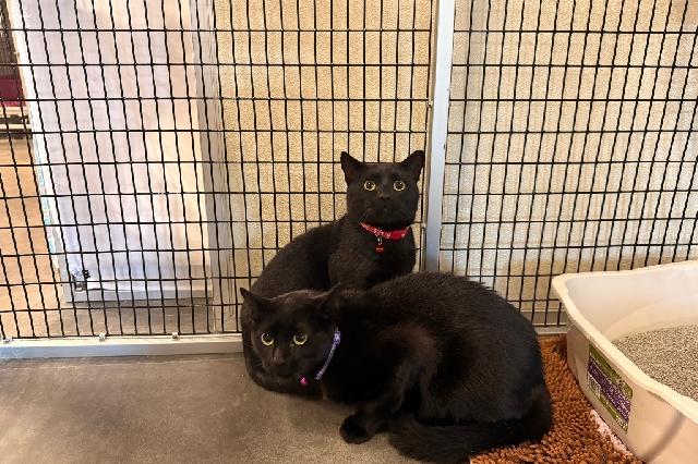 My name is Gordo and I am ready for adoption. Learn more about me!