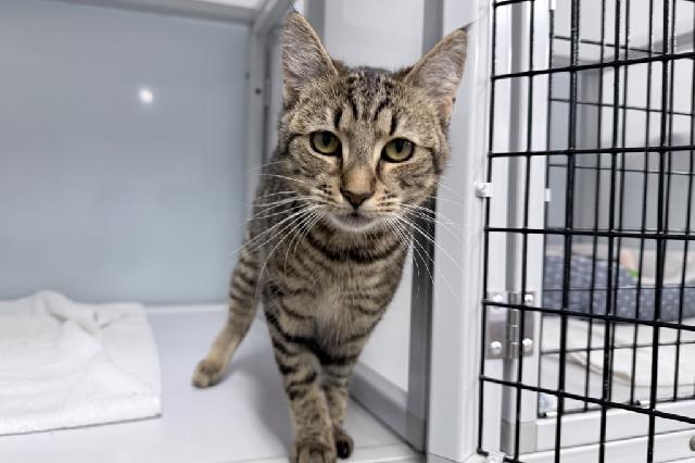 My name at SAFE Haven was Styx and I was adopted!