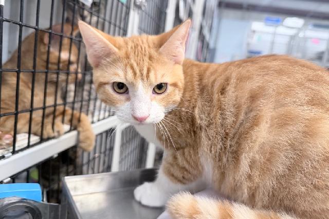 My name at SAFE Haven was Azelf and I was adopted!