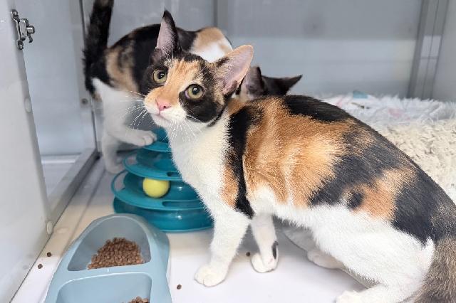 My name is Mesprit and I am ready for adoption. Learn more about me!