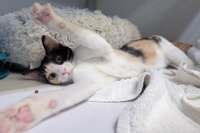 My name at SAFE Haven was Uxie and I was adopted!