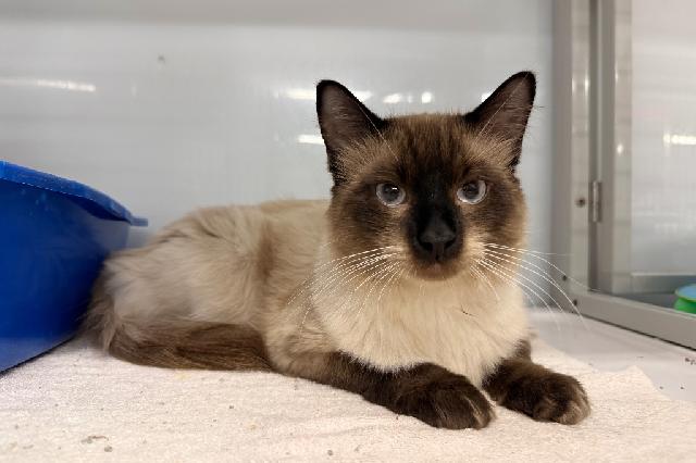 My name is Regal and I am ready for adoption. Learn more about me!