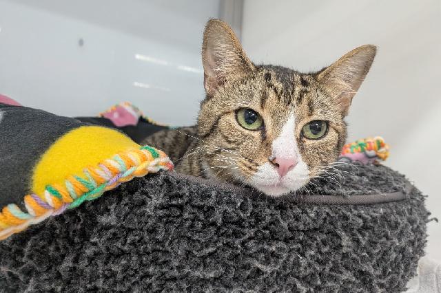 My name at SAFE Haven was Refried Beans and I was adopted!