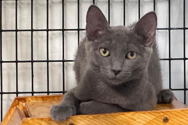 My name is Shelley and I am ready for adoption. Learn more about me!