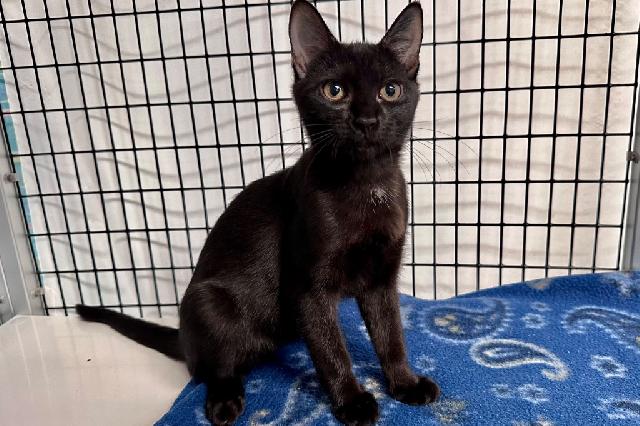 My name is Kyall and I am ready for adoption. Learn more about me!