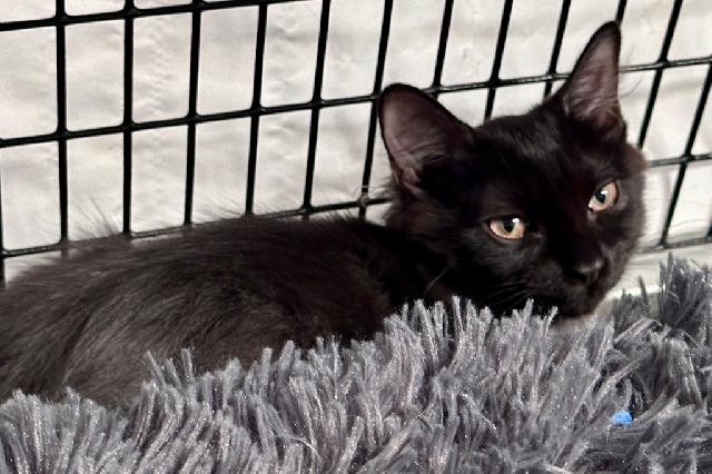 My name is Wendy and I am ready for adoption. Learn more about me!