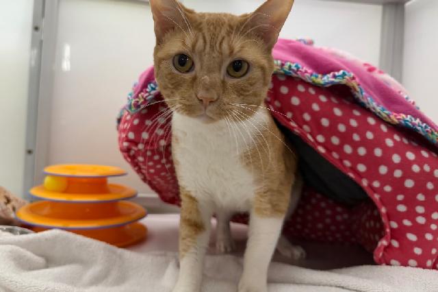 My name is Doorframe and I am ready for adoption. Learn more about me!
