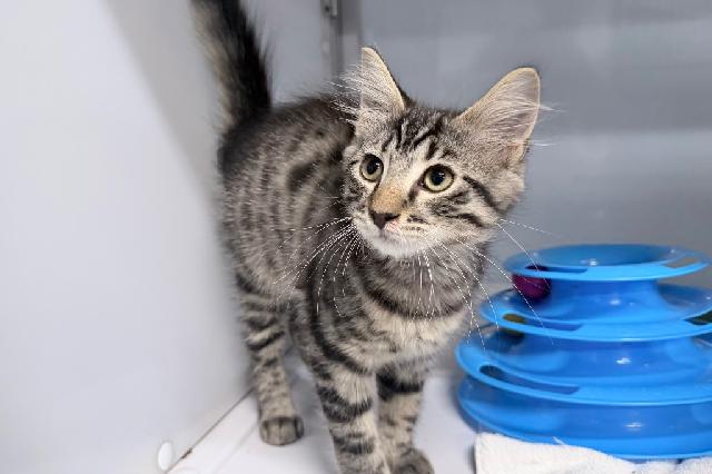My name at SAFE Haven was Splinter and I was adopted!
