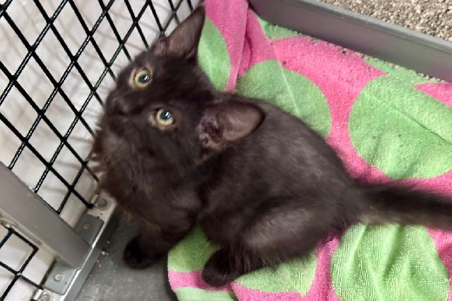 My name is Ian and I am ready for adoption. Learn more about me!