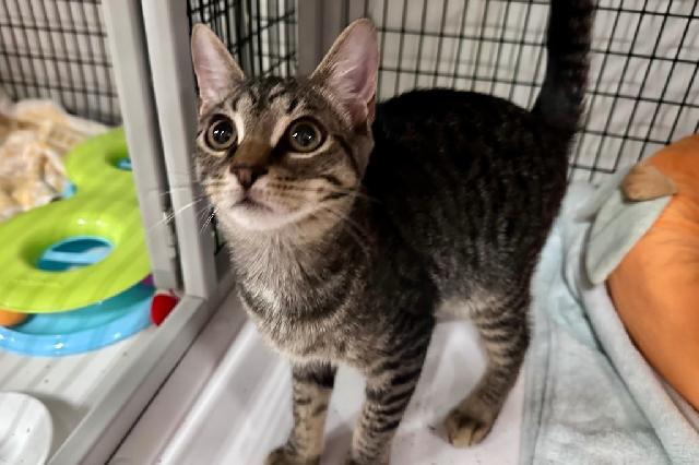 My name is Chipper and I am ready for adoption. Learn more about me!