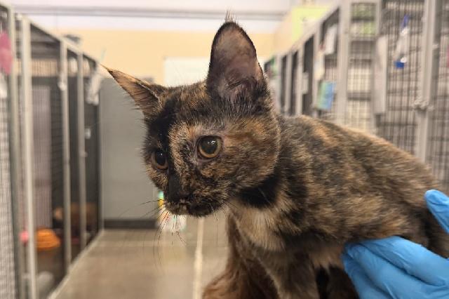 My name is Carlee and I am ready for adoption. Learn more about me!