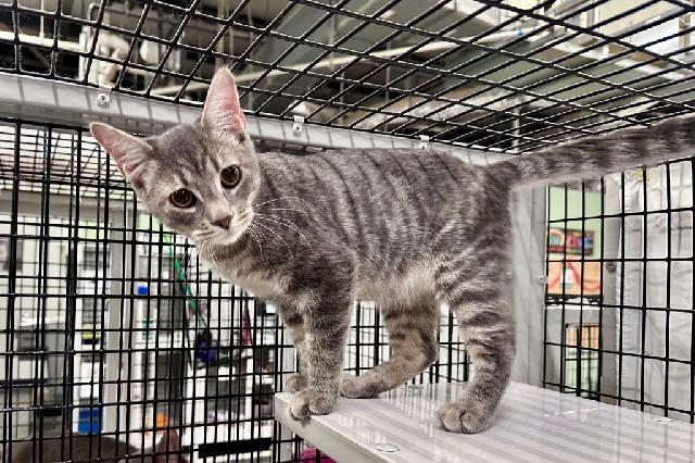 My name is Champ and I am ready for adoption. Learn more about me!
