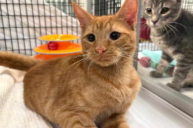 My name at SAFE Haven was Cheetoh and I was adopted!
