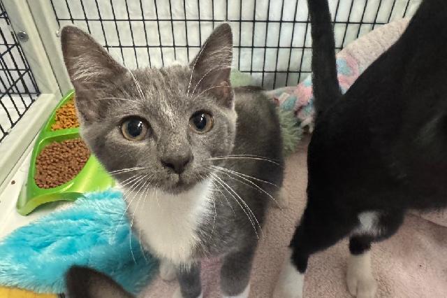 My name at SAFE Haven was Zara and I was adopted!