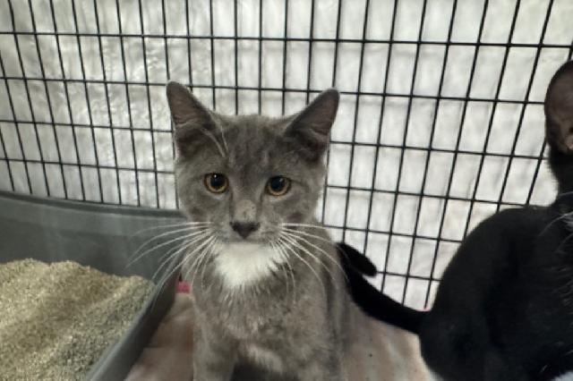 My name at SAFE Haven was Zeke and I was adopted!