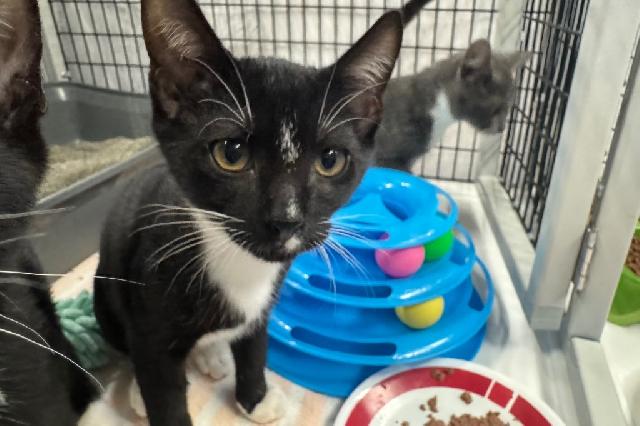 My name at SAFE Haven was Zayn and I was adopted!