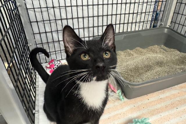 My name at SAFE Haven was Zed and I was adopted!