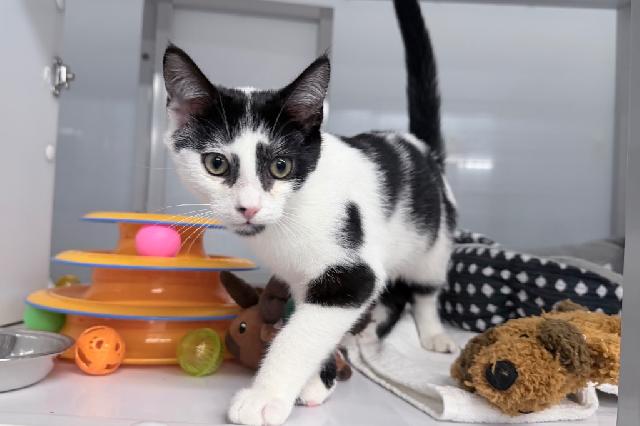 My name at SAFE Haven was Clay and I was adopted!